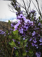Prostanthera caerulea