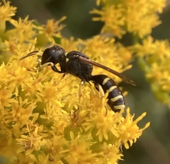 Ectemnius