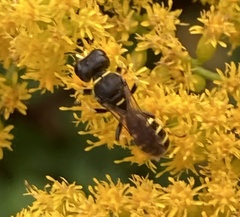 Ectemnius