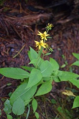 Verbesina hypoglauca