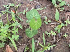 Aristolochia fimbriata