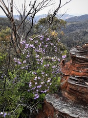Prostanthera caerulea