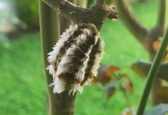Megalopyge defoliata