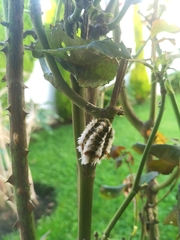 Megalopyge defoliata