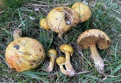 Suillus americanus