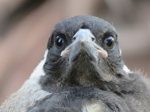 Australian Magpie, photo 4 of 10