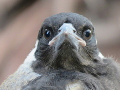 Australian Magpie photo 5