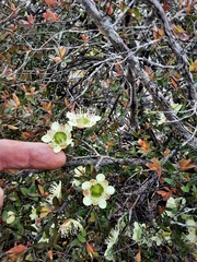Leptospermum macrocarpum