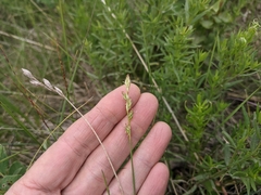 Carex xerantica