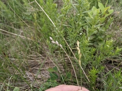 Carex xerantica