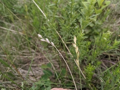 Carex xerantica