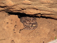 Bothrops erythromelas