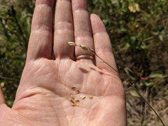 Carex xerantica