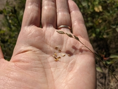 Carex xerantica
