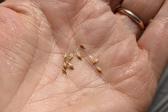 Carex xerantica