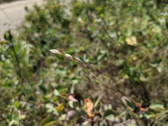 Carex xerantica