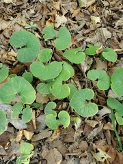 Asarum canadense