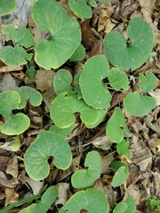 Asarum canadense
