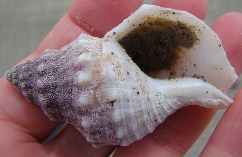 Austrofusus glans