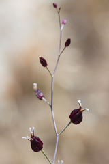 Streptanthus glandulosus niger