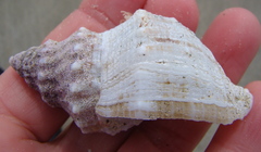Austrofusus glans