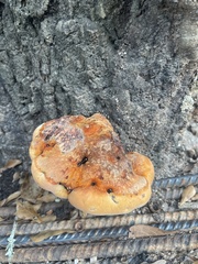 Inonotus quercustris