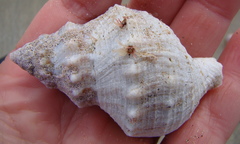 Austrofusus glans
