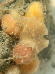 Pseudoceros canadensis