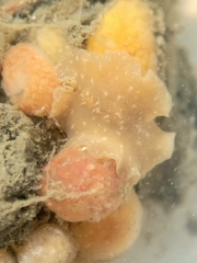 Pseudoceros canadensis