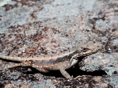 Sceloporus cupreus
