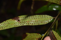 Phanerophlebia