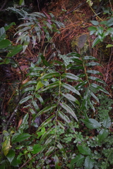 Phanerophlebia