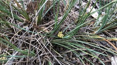 Lomandra collina