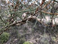 Hakea mitchellii
