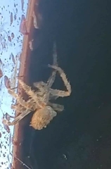 Araneinae
