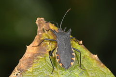 Anasa onorei
