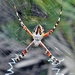 Florida Garden Spider - Photo (c) Bob Peterson, some rights reserved (CC BY-NC-SA)