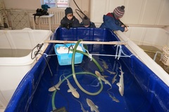 Pseudoscaphirhynchus kaufmanni