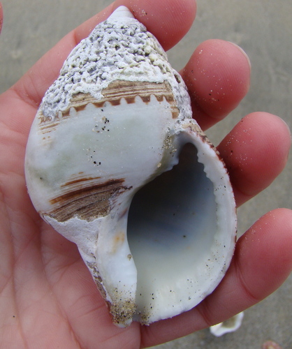 Argobuccinum pustulosum