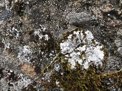 Lepraria subalbicans