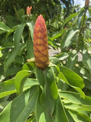 Costus pulverulentus