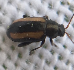 Phyllotreta vittula