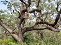 Eucalyptus scias scias