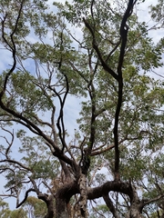 Eucalyptus scias scias