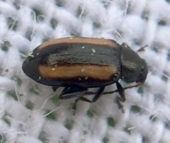 Phyllotreta vittula
