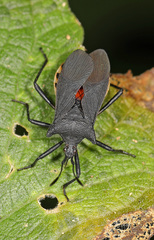 Anasa onorei