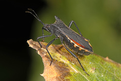 Anasa onorei