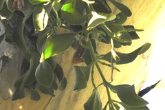 Phoradendron leucarpum tomentosum