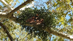 Phoradendron leucarpum tomentosum
