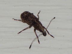 Meconemus infuscatus